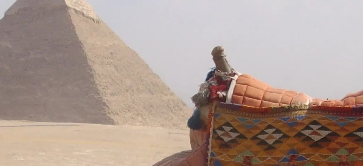 Египет: Egypt banner Camels and pyramids