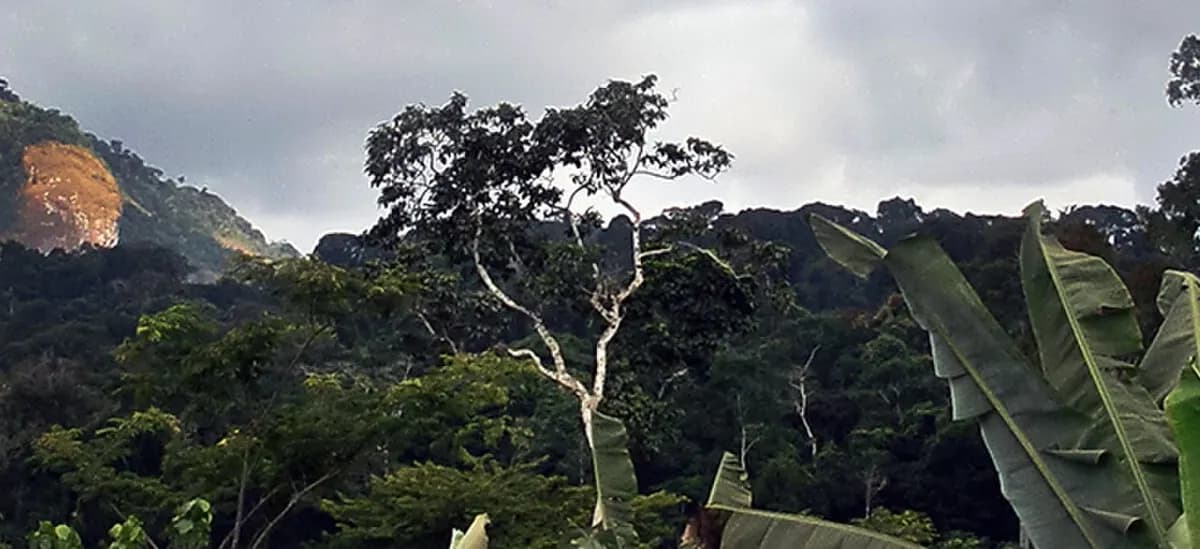 Экваториальная Гвинея: Jungle-near-Oyala,-Equatorial-Guinea-banner