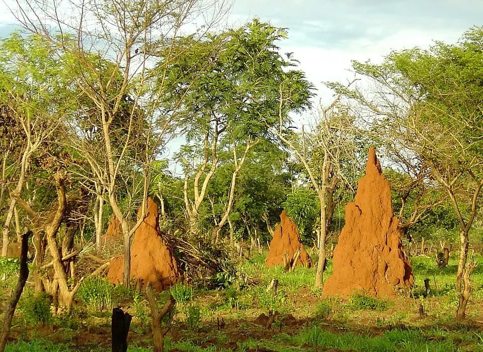 Guinea-Bissau