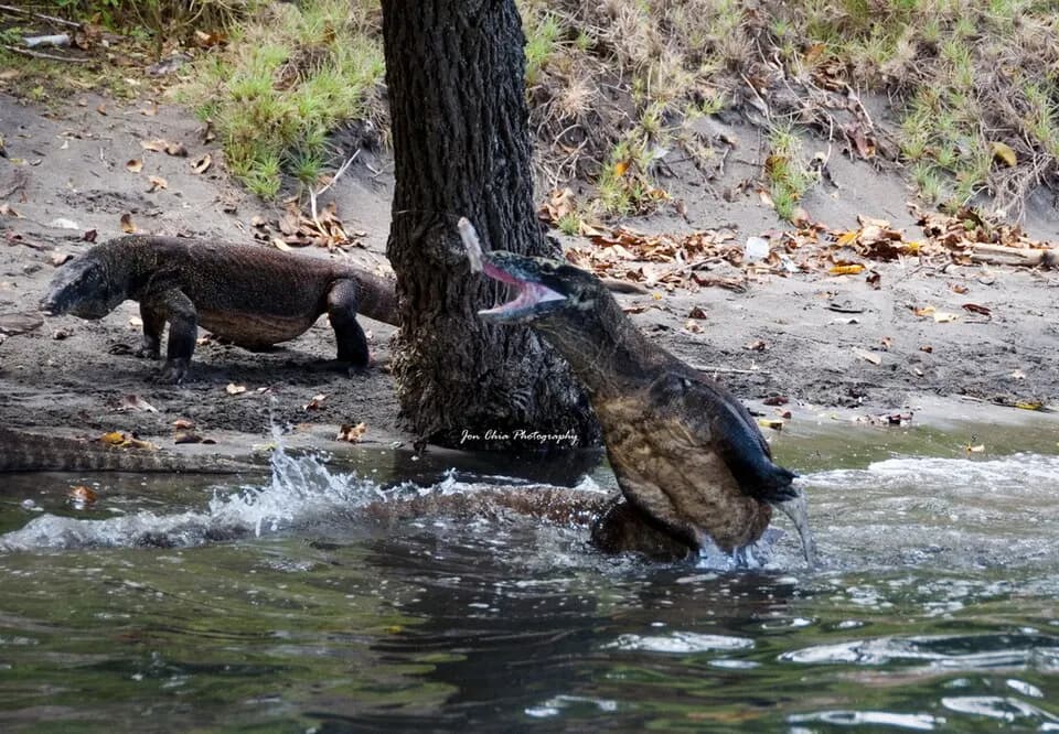 Индонезия: Leap of hunger, Komodo Dragons in Komodo NPLocation: Komodo National Park