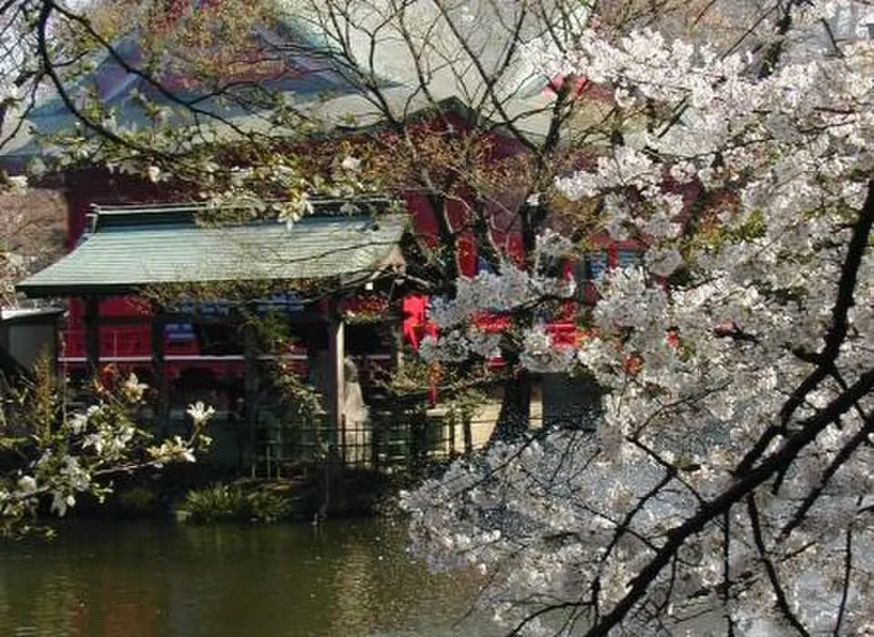 Япония: Cherry blossoms in front of Benzaitendo Temple, Kichijoji, Tokyo.