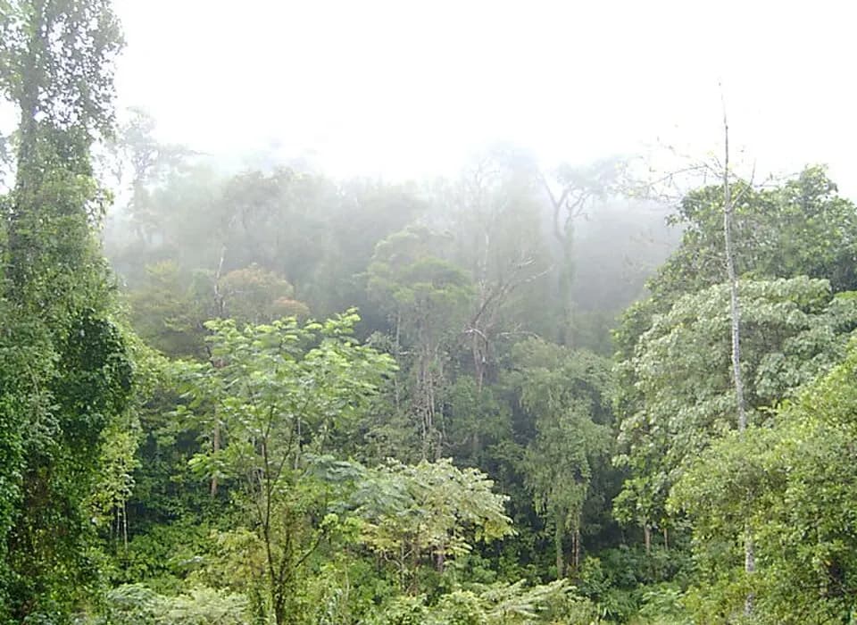Шри Ланка: Mist over the treetops in the Sinharaja Forest Reserve in Sri Lanka . The hilly rainforest has a thick vegetation.