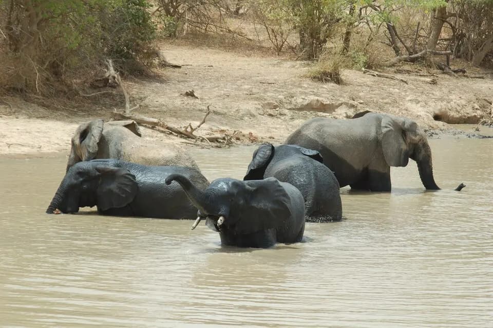 Нигер: Elephants photographed in the Niger section of the Parc W du Niger complex of protected areas. Given the size a topography, this is likely a smaller river, not the Niger itself