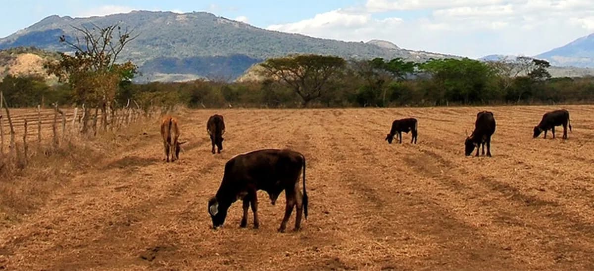Никарагуа: Wikivoyage banner: Cattle graze a parched field in Nicaragua during the Central American country's intense dry season.
